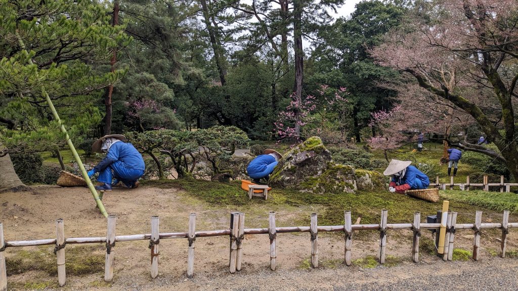 Giardinieri in tute blu e cappelli di paglia conici impegnati nella cura di un tradizionale giardino giapponese, con alberi di ciliegio in fiore e un muschio verde che ricopre il terreno, separati dal percorso da una recinzione in bambù